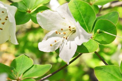 ゴヨウツツジ,シロヤシオツツジ,開花時期