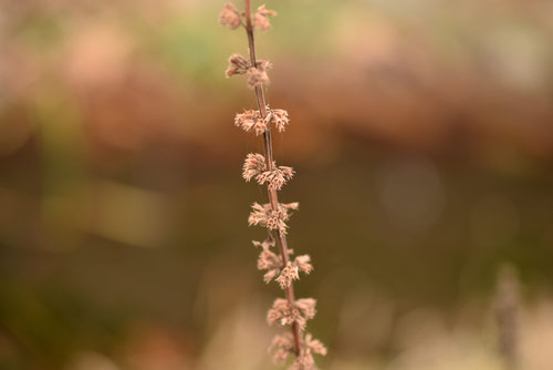 はっかの草