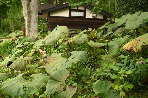 あきたぶき,画像,アキタブキ,秋田蕗