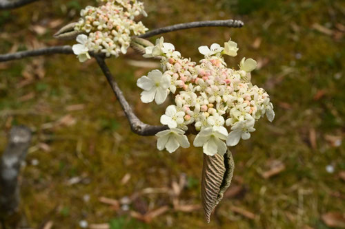開花時期,おおかめのき