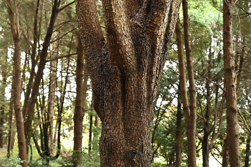 Japanese Hemlock,tree