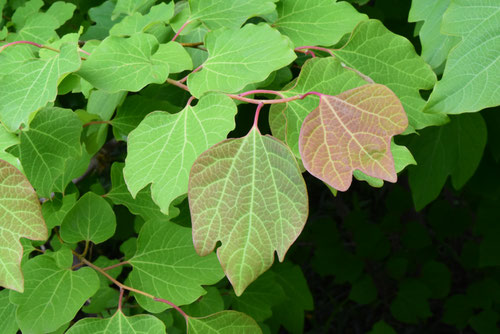 Japanese spicebush,leaves