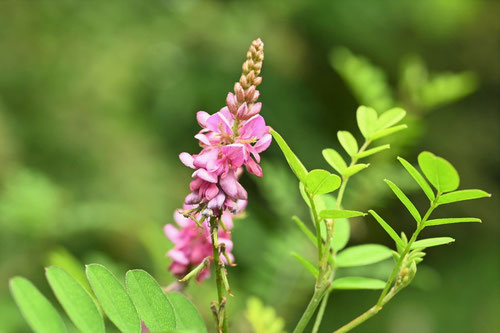 Dwarf false Indigo