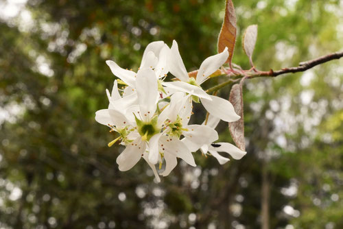 ザイフリボクの花,ざいふりぼく,画像