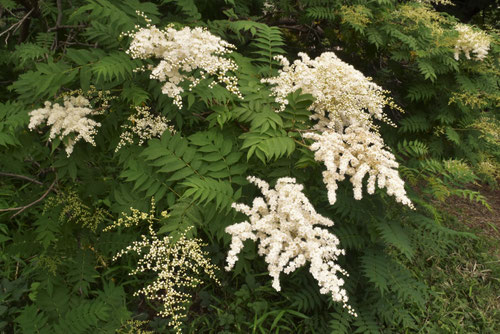 枝葉が臭い木,変な匂いがする木,fragrant wood,name