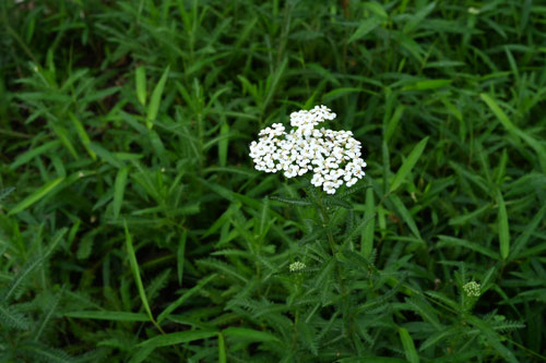 のこぎりそう,花