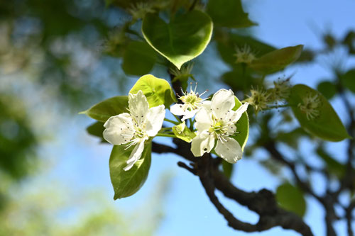 梨の木,なしの花,ナシ,植物