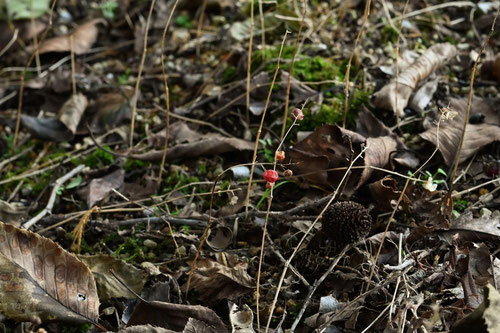 False lily-of-the-valley