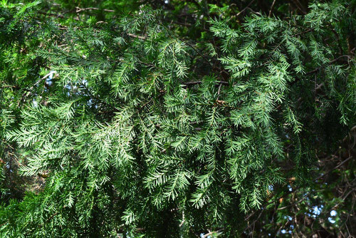 European yew tree in Japan