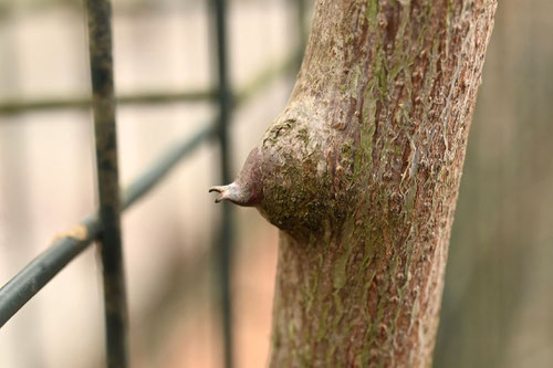 アオカズラ,刺,あおかずら,つる性植物