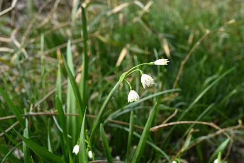 summer snowflake flower