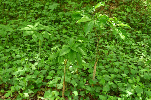 マムシグサ,まむしぐさ,ヘビノダイハチ,クチナワンヨネゴ