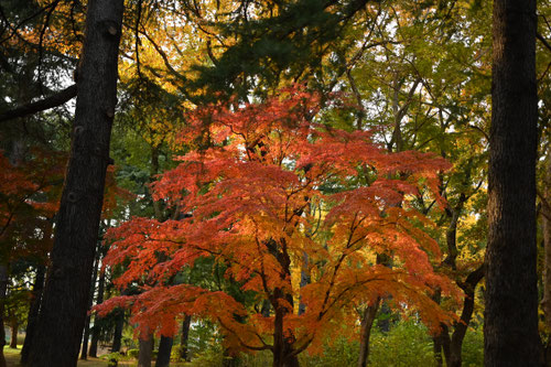 イロハカエデとは,いろはもみじ,樹木