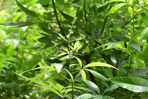 Chaste tree,leaf,picture