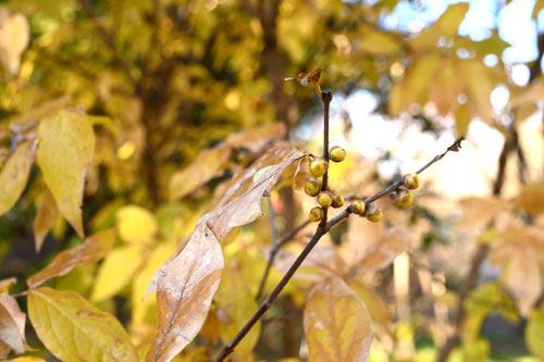 ソシンロウバイ,そしんろうばい,つぼみ,ツボミ