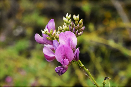 ヤマハギの木の花,やまはぎ