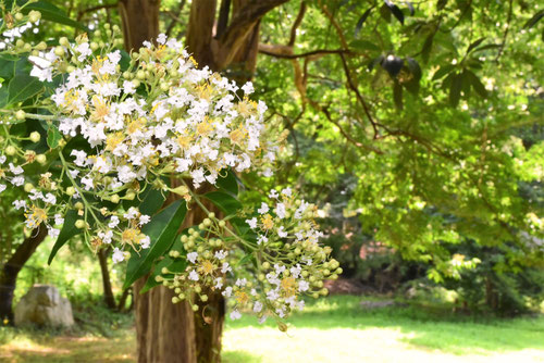 ８月に咲く白い花,木