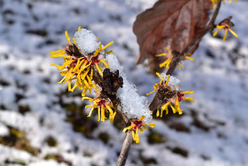 Flowering trees in February