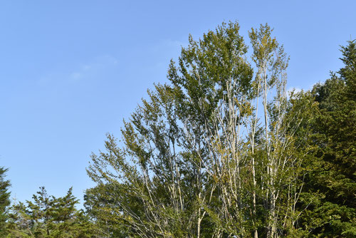 ブナの木の画像,山毛欅の木