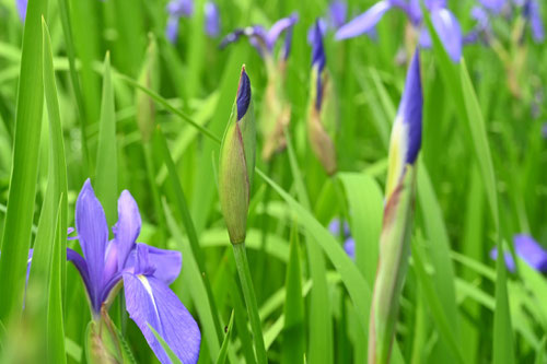 Rabbit-ear Iris,Shallow-flowered Iris