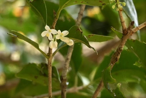 良い香りの花,薫る木