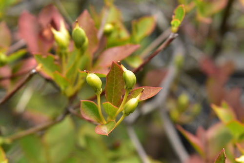 ドウダンツツジ,どうだんつつじ,紅葉する躑躅