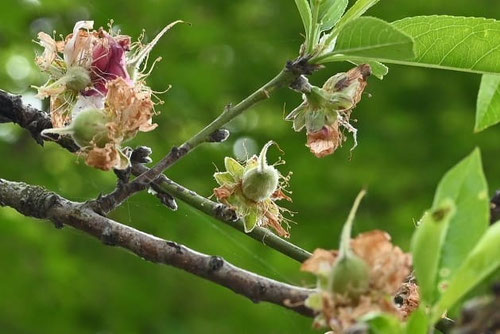 ハナモモ,はなもも,花桃の木