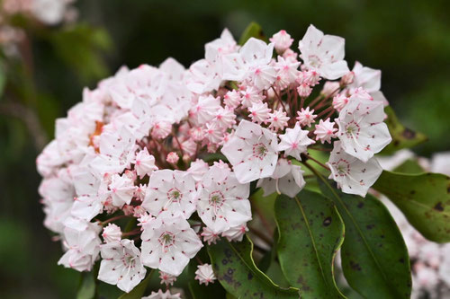 カルミアの木,かるみあ,種類