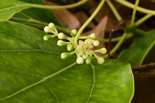 クスノキ,楠,樟,楠木,くすのき