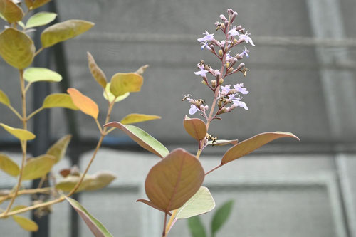 三つ葉はまごう,植物