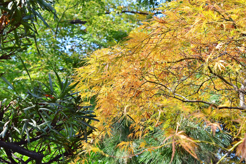 ベニシダレ,べにしだれ,紅葉