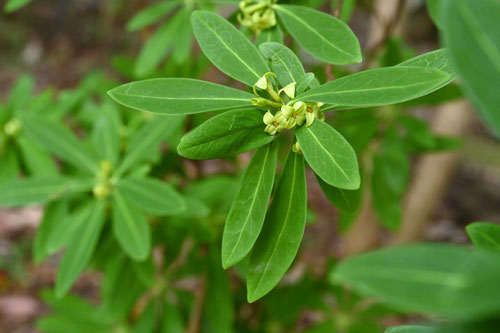 ２月に咲く花の種類