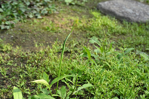 カラスビシャク,薬草,からすびしゃく