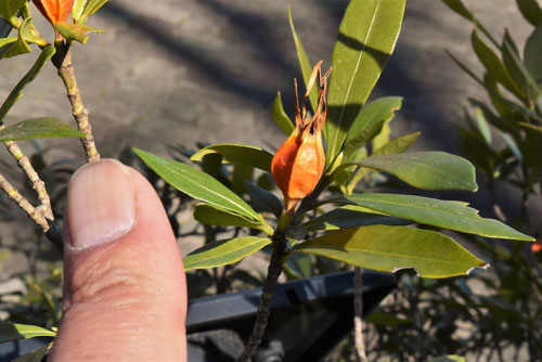 small gardenia tree,fruits