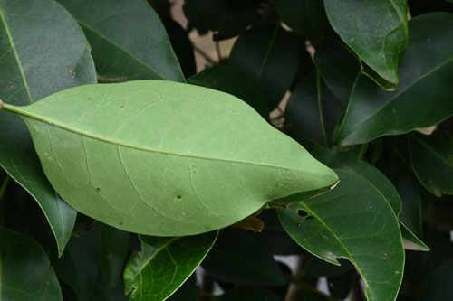 leaf,Glossy privet in Japan
