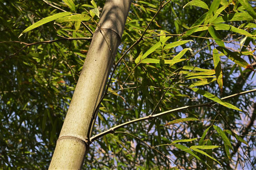 Moso bamboo,leaf