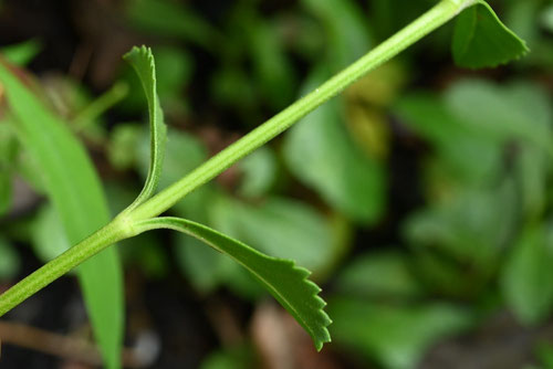 岩垂草,植物,いわだれそう,イワダレソウ
