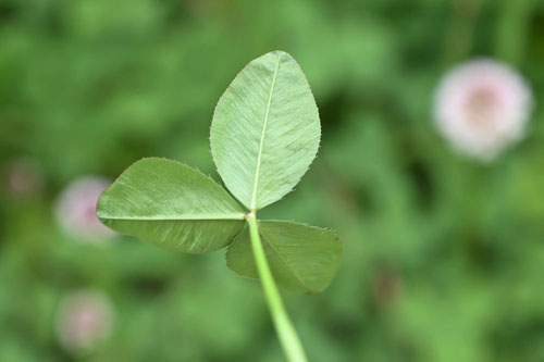 白詰草,植物図鑑