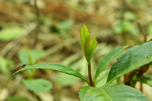 センリョウ,せんりょう,千両,植物,特徴