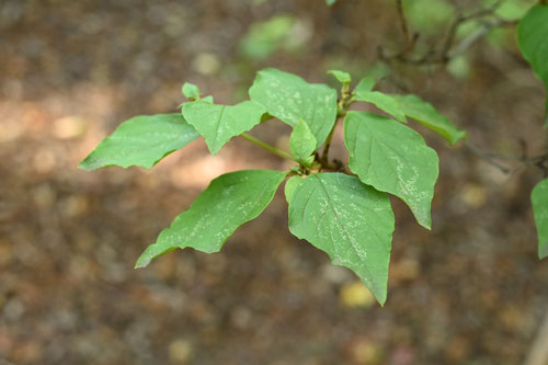 トウゴクミツバツツジの花,岩山つつじ.とうごくみつば,葉っぱ