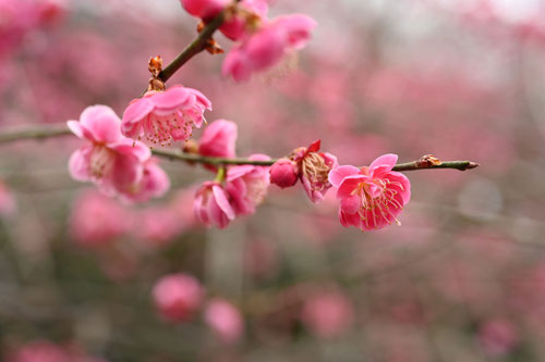 Flowering trees in Japan in January