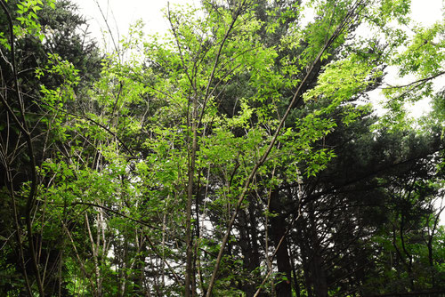 みつばうつぎの木の高さ,ミツバウツギ,植物