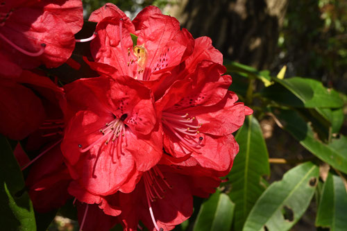 西洋石楠花,植物,しゃくなげ