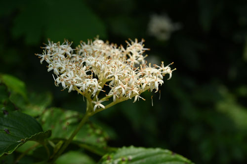 ７月に開花する花木