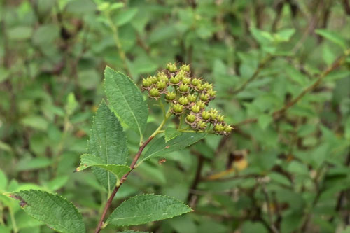 しもつけ,シモツケ,Japanese spirea