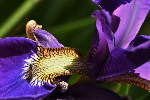 あやめの花の模様,アヤメ