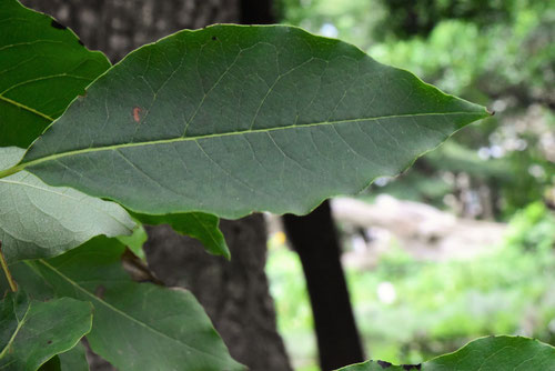 豆柿,あめりかまめがき