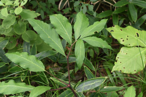 マムシグサの葉っぱ,まむしぐさ,特徴