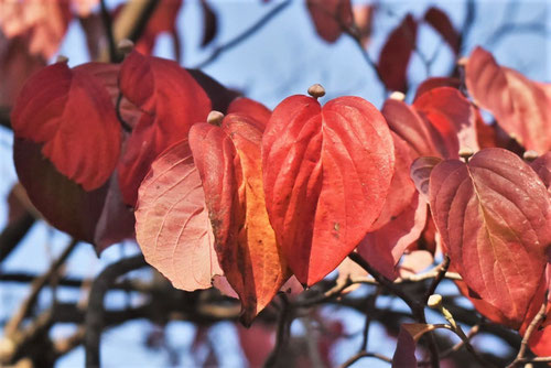 ハナミズキ,花水木,はなみずき,紅葉