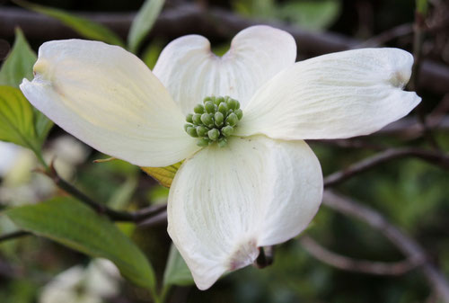 ハナミズキ（花水木） - 庭木図鑑 植木ペディア